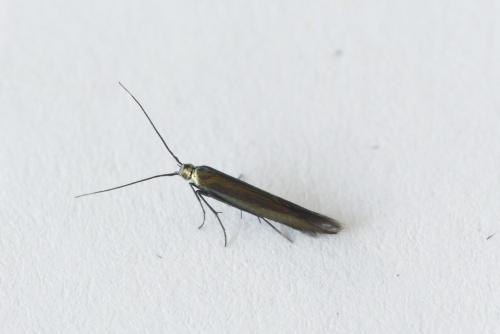 Coleophora sp.